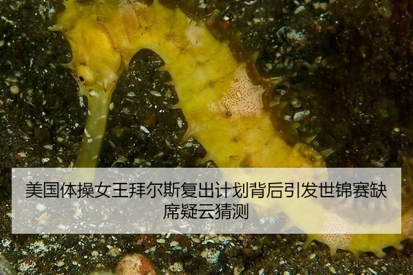 mei-guo-ti-cao-nv-wang-bai-er-si-fu-chu-ji-hua-bei-hou-yin-fa-shi-jin-sai-que-xi-yi-yun-cai-ce-2-350.jpg