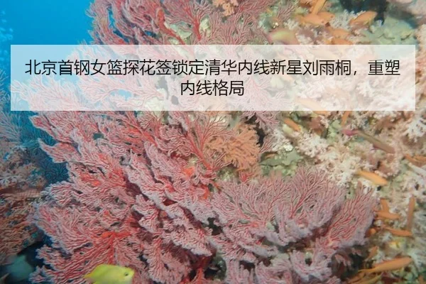 北京首钢女篮探花签锁定清华内线新星刘雨桐，重塑内线格局